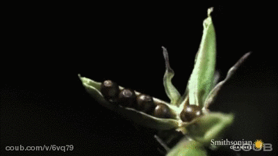 gif,火龙果皮