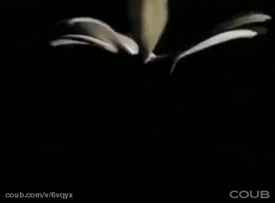 gif,火龙果皮