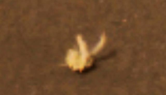火星地表惊现神秘生物，画面放大后让人忍不住惊叹！