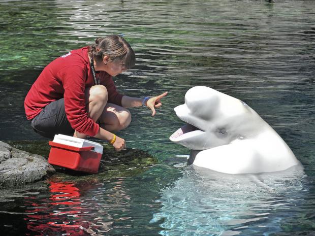 beluga-whale-trainer.jpg