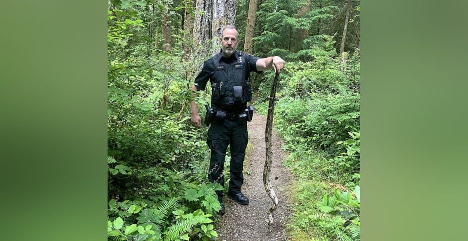 卑诗省的野生动物管理局（COS）表示，已在温哥华岛科莫克斯附近安全捕获一条五英尺长的蟒蛇。（COS 图像 via Facebook）