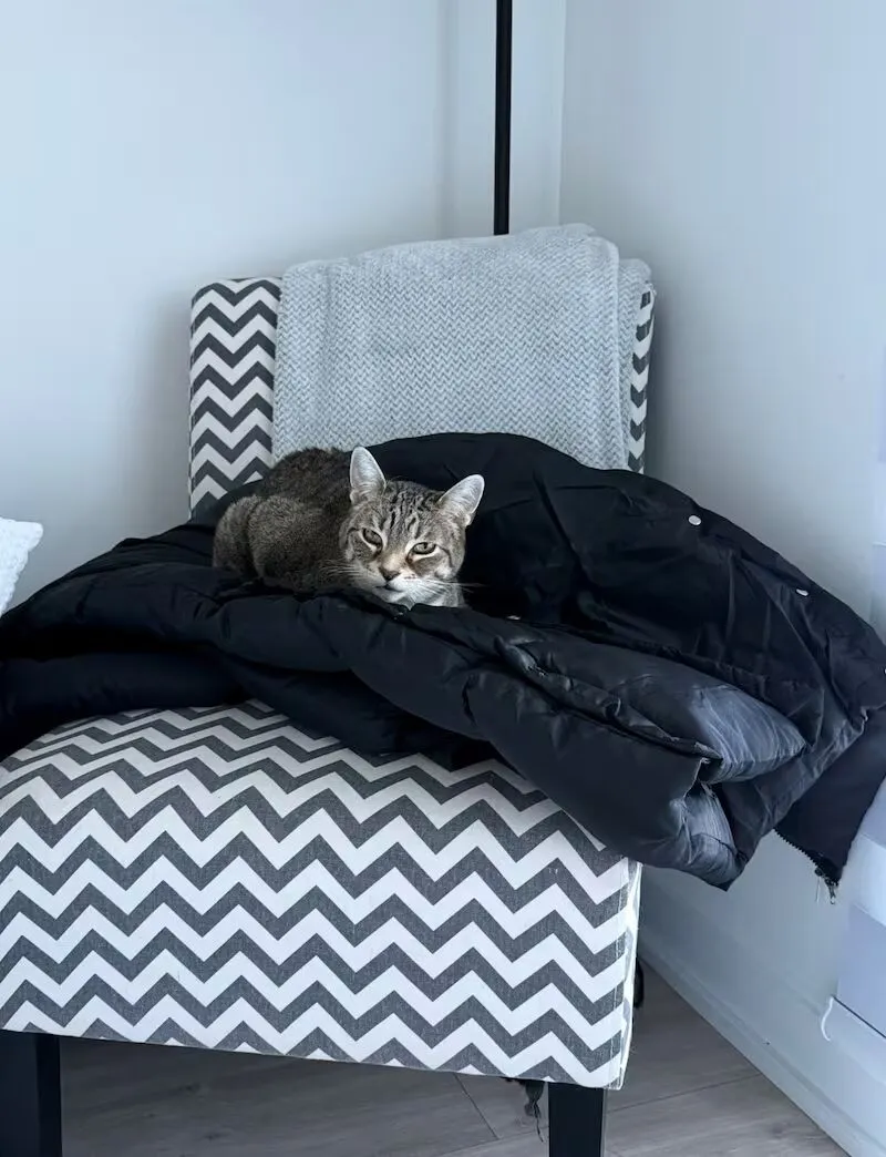 Stephanie Lafleur 的猫躺在她网购的外套上