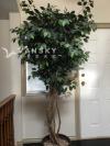 转让室内装饰树6-7尺高$60.00