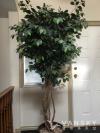 转让室内装饰树6-7尺高$50.00