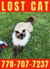 寻找丢失猫咪 Tsawwassen 
