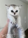 两个月大渐层宝宝找新家！！！