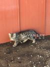 出售家养小猫一只（二个半月大）