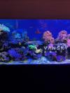 超低价急售124加仑海缸及全套