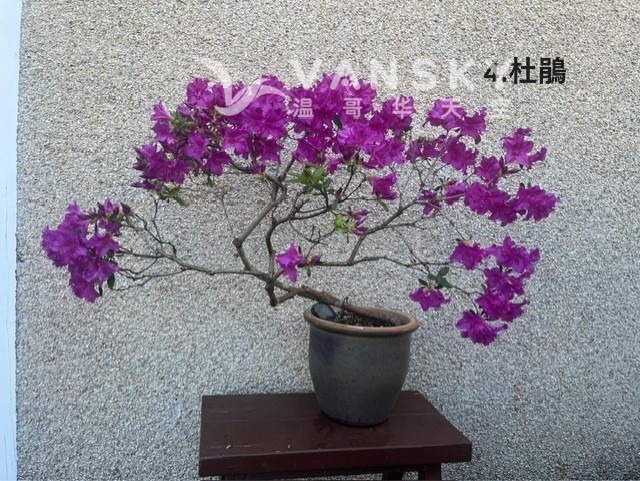 260506003253_3Chinese.JPG