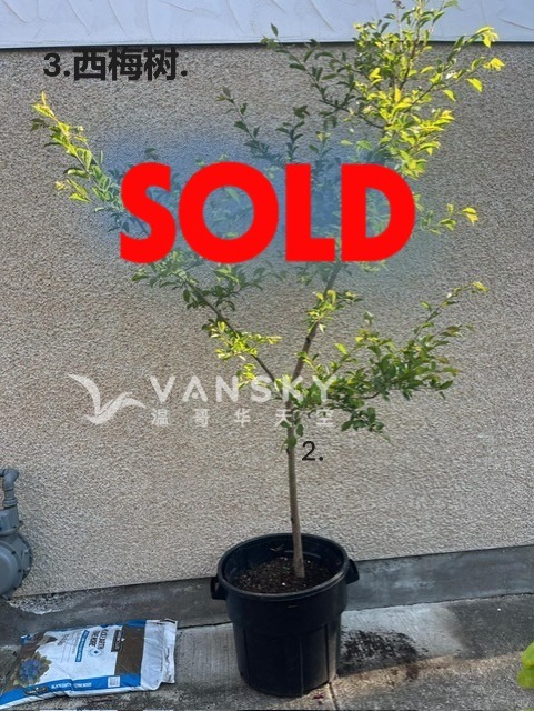 260607201751_2ChineseSOLD.JPG