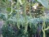 长豆角苗, Long Bean, 豇豆苗