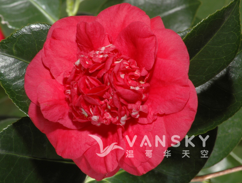 230804142310_april_tryst_camelia_japonica_terraceandpatio.jpg