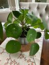  鏡面草 Plant Pilea peperomioides 。$5/小盆