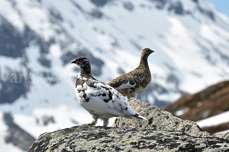 200301164144_1200px-Rock_Ptarmigan_(Lagopus_Muta).jpg